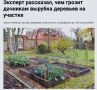 Тревожные слухи о штрафах за вырубку деревьев на дачах