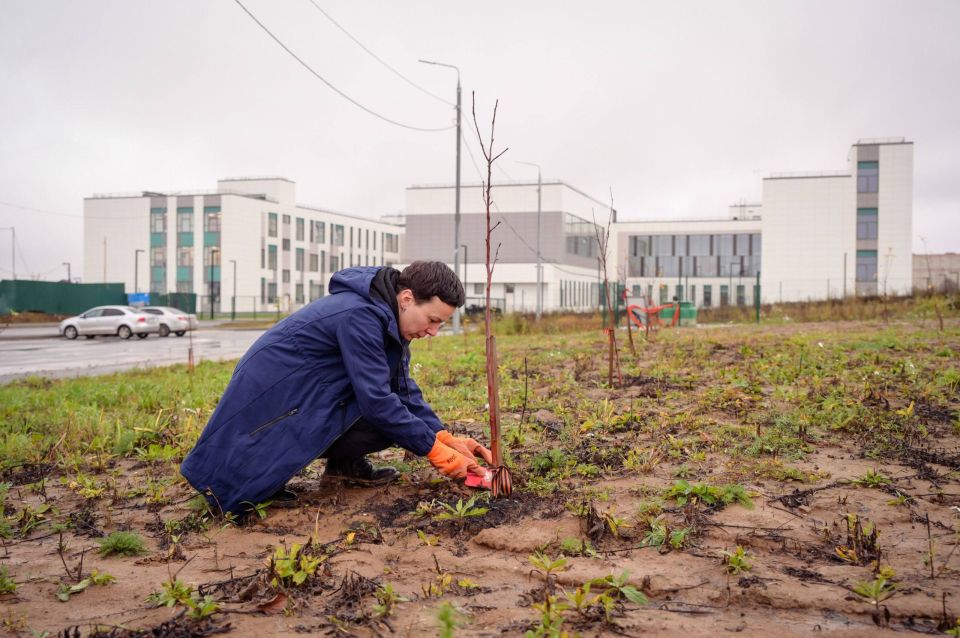 К сожалению, не очень позитивный пост: в преддверии Дня Победы на Зубачёвом поле мы высадили 80 саженцев яблонь К сожалению, не очень позитивный пост: в преддверии Дня Победы на Зубачёвом поле мы высадили 80 саженцев яблонь