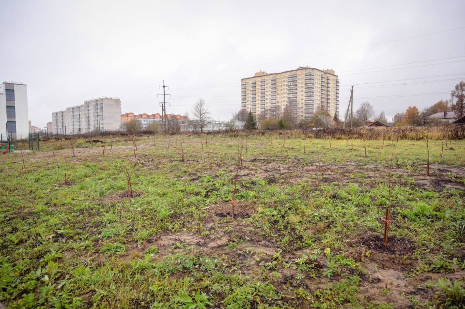 К сожалению, не очень позитивный пост: в преддверии Дня Победы на Зубачёвом поле мы высадили 80 саженцев яблонь