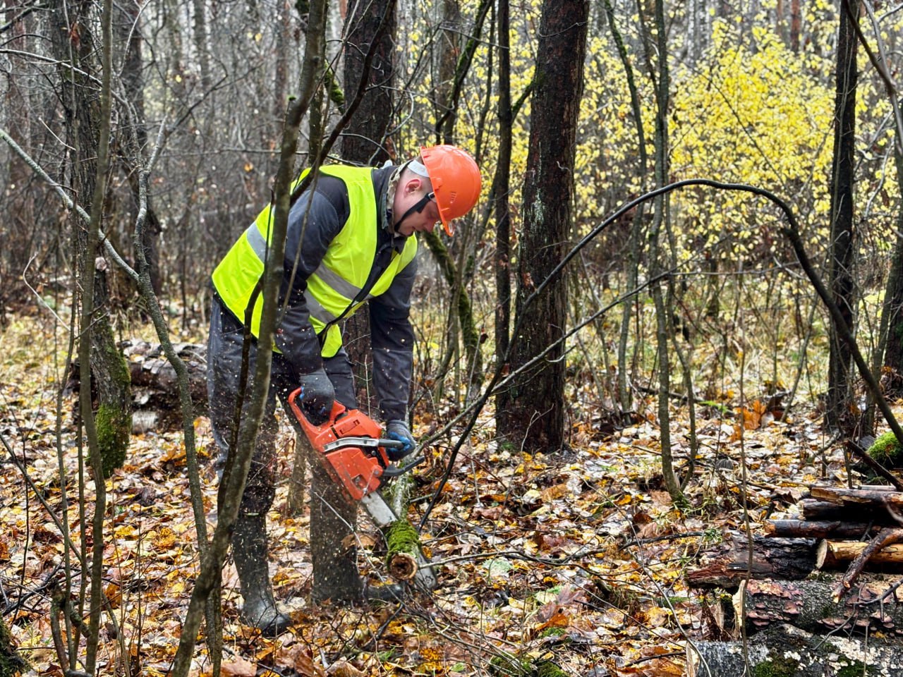 В деревне Маришкино проводят работы по уборке неликвидной древесины В деревне Маришкино проводят работы по уборке неликвидной древесины