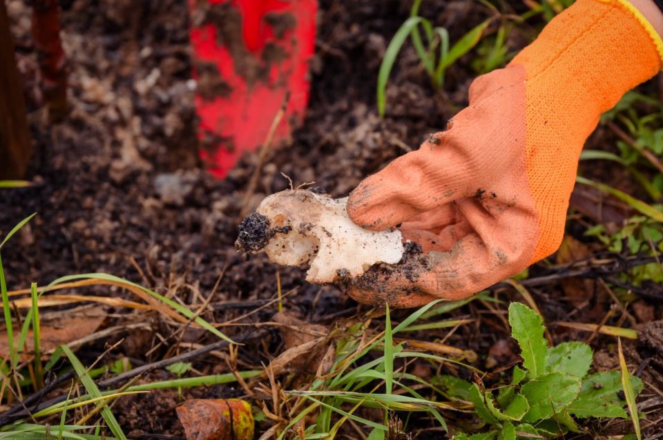 К сожалению, не очень позитивный пост: в преддверии Дня Победы на Зубачёвом поле мы высадили 80 саженцев яблонь К сожалению, не очень позитивный пост: в преддверии Дня Победы на Зубачёвом поле мы высадили 80 саженцев яблонь