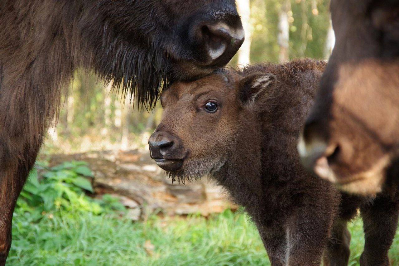 Напоминание для жителей Городского округа Серпухов! Если у вас возник вопрос – обращайтесь в чат! Напоминание для жителей Городского округа Серпухов! Если у вас возник вопрос – обращайтесь в чат!