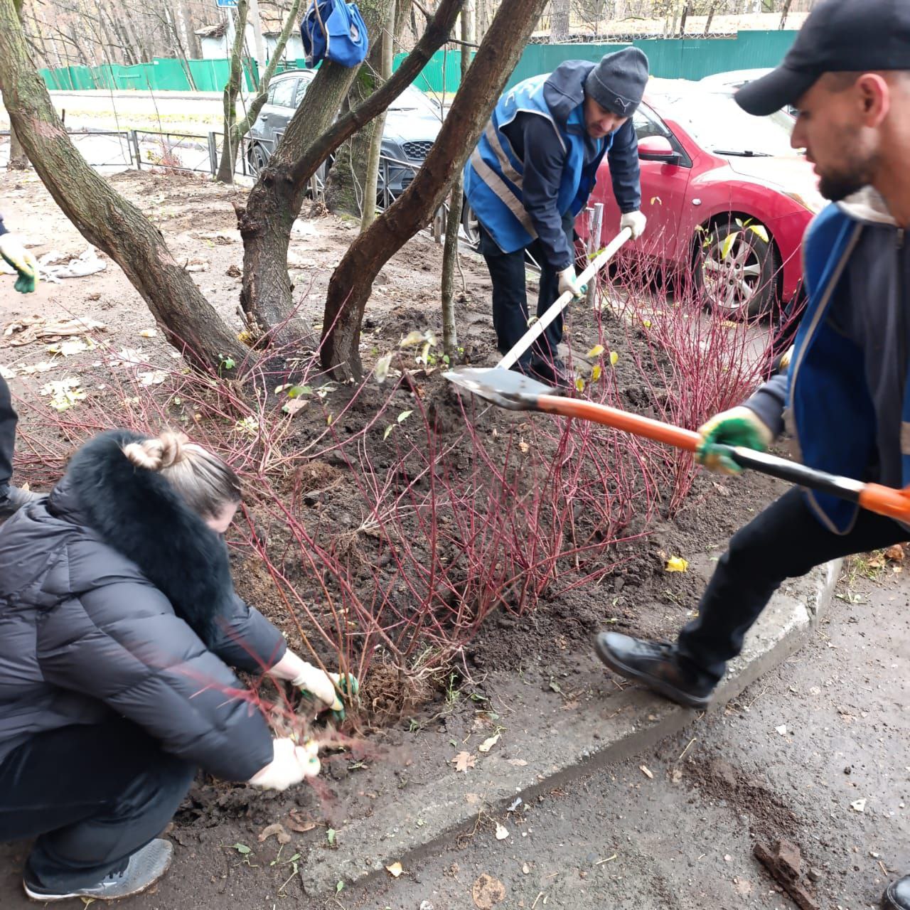 В Красногорске прошла акция по озеленению дворовых территорий В Красногорске прошла акция по озеленению дворовых территорий