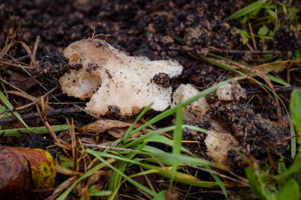 К сожалению, не очень позитивный пост: в преддверии Дня Победы на Зубачёвом поле мы высадили 80 саженцев яблонь К сожалению, не очень позитивный пост: в преддверии Дня Победы на Зубачёвом поле мы высадили 80 саженцев яблонь