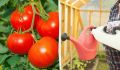 Откройте секреты успешного урожая: как подкормить томаты в июле
