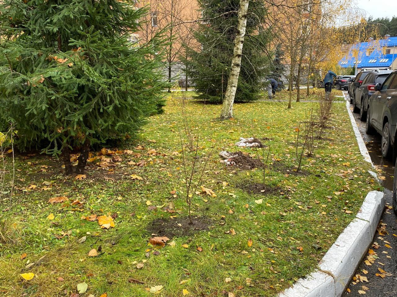 В Красногорске прошла акция по озеленению дворовых территорий В Красногорске прошла акция по озеленению дворовых территорий