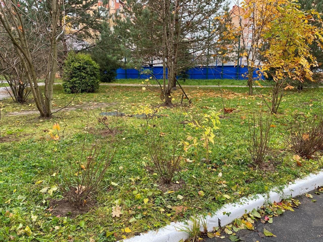 В Красногорске прошла акция по озеленению дворовых территорий В Красногорске прошла акция по озеленению дворовых территорий