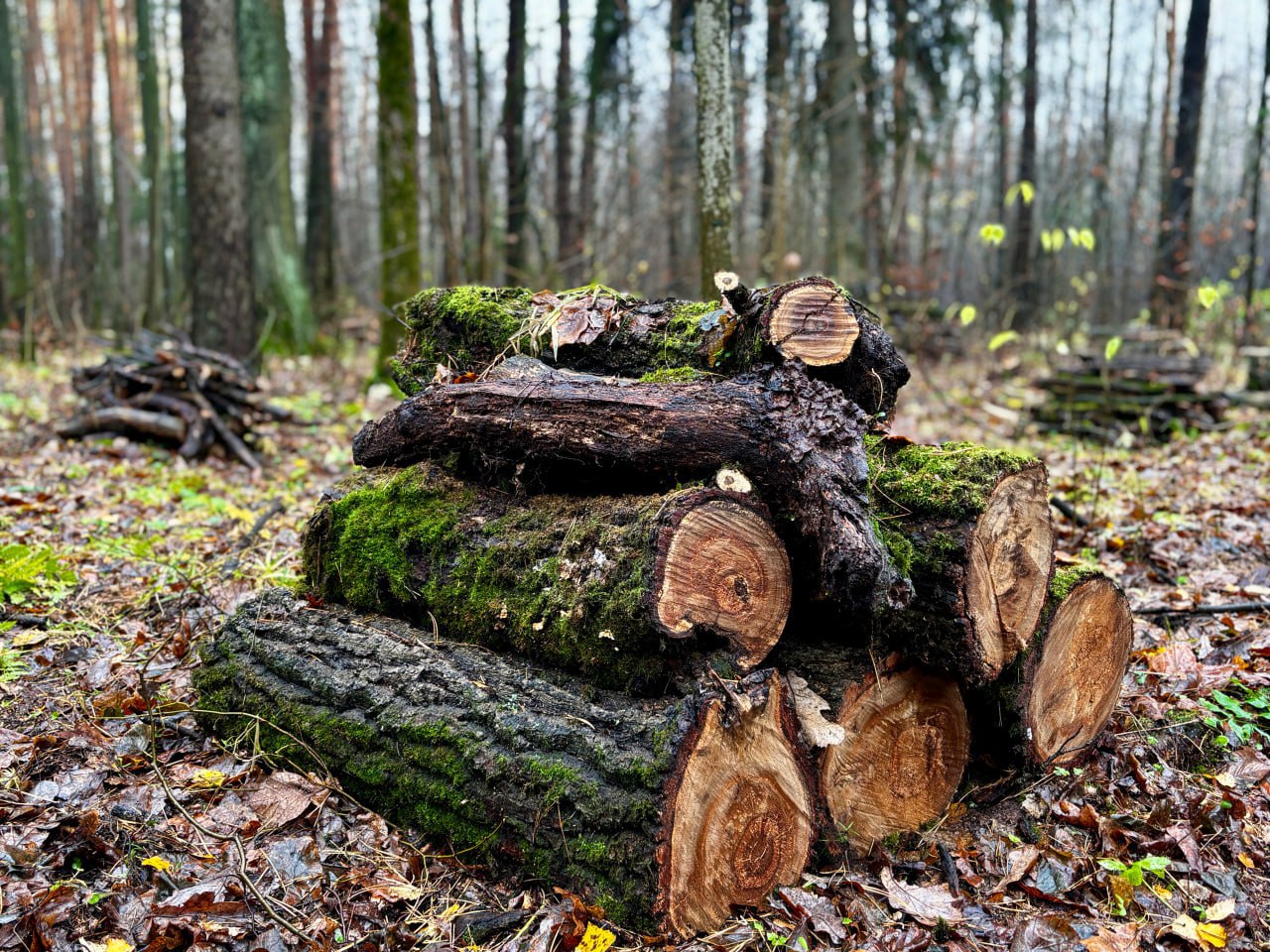 В деревне Маришкино проводят работы по уборке неликвидной древесины В деревне Маришкино проводят работы по уборке неликвидной древесины