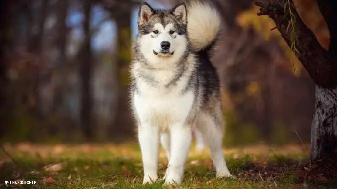 Собака случайно убила младенца в Подмосковье