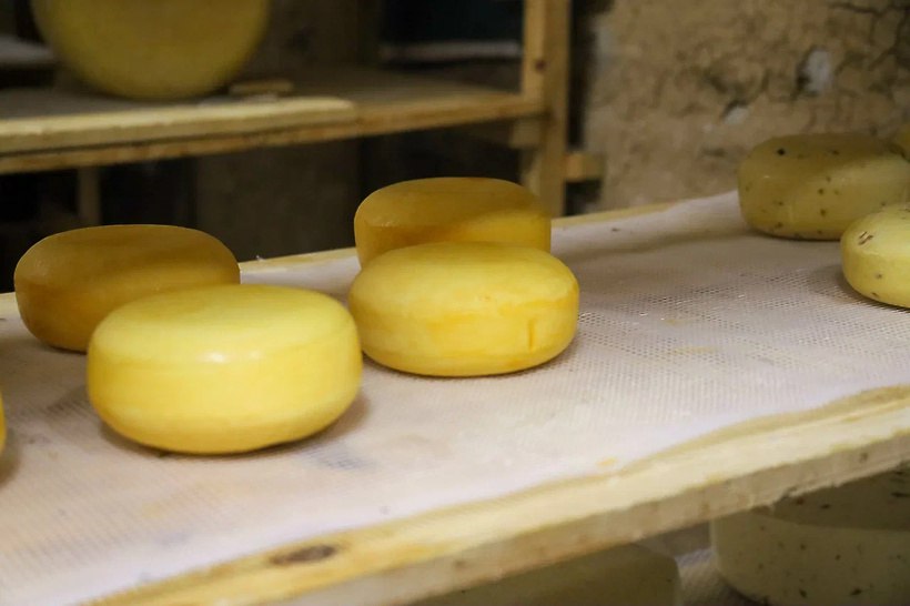 Семьи участников СВО познакомились с процессом производства сыра! Семьи участников СВО познакомились с процессом производства сыра!