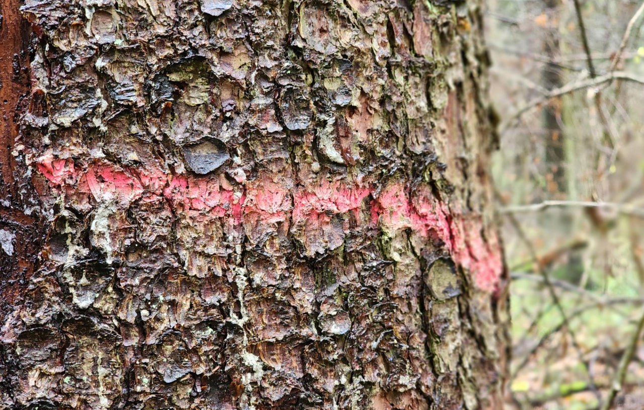 В лесу под Сергиевым Посадом проводится выборочная санитарная рубка В лесу под Сергиевым Посадом проводится выборочная санитарная рубка