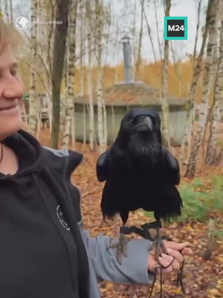 Говорящий ворон Карлуша из Подмосковья стал звездой кино и соцсетей
