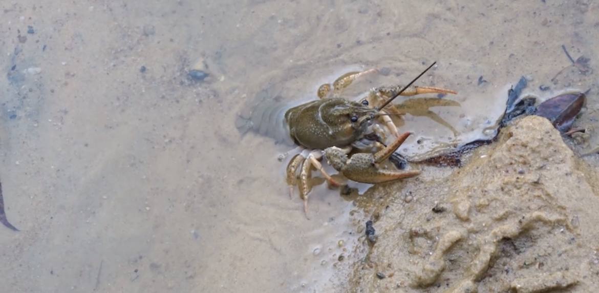 В малом Тарычевском пруду Ленинского городского округа было выпущено более 3000 мальков и 500 волжских раков