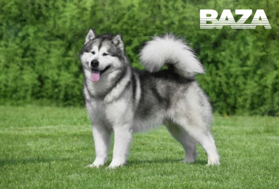 В Подмосковье младенца загрыз домашний маламут бабушки и дедушки