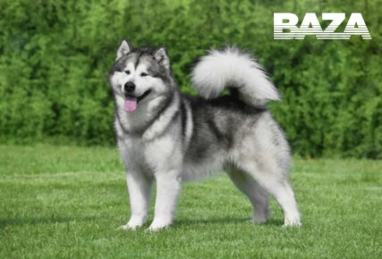 В Подмосковье младенца загрыз домашний маламут бабушки и дедушки