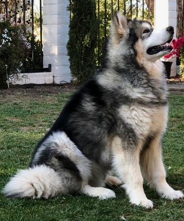 В Подмосковье аляскинский маламут загрыз двухмесячного младенца