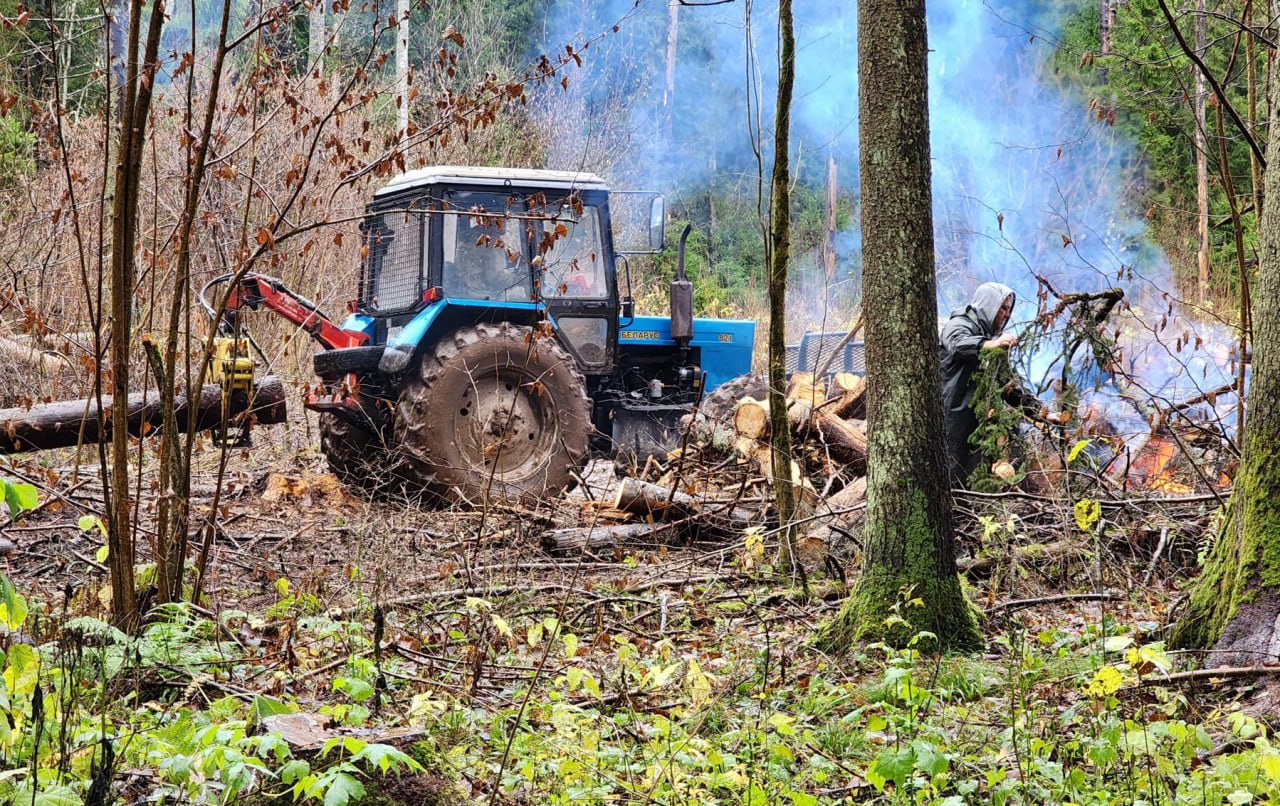В лесу под Сергиевым Посадом проводится выборочная санитарная рубка В лесу под Сергиевым Посадом проводится выборочная санитарная рубка