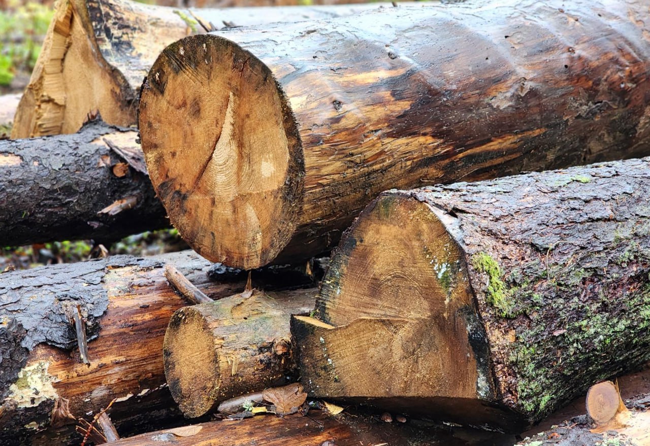 В лесу под Сергиевым Посадом проводится выборочная санитарная рубка В лесу под Сергиевым Посадом проводится выборочная санитарная рубка