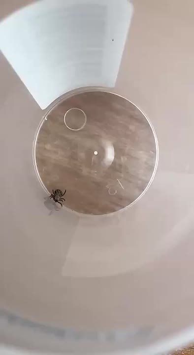 В Подмосковье клещи остаются активными