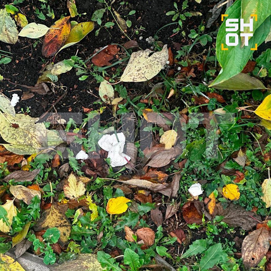 Десятки собак отравили догхантеры в Подмосковье Десятки собак отравили догхантеры в Подмосковье