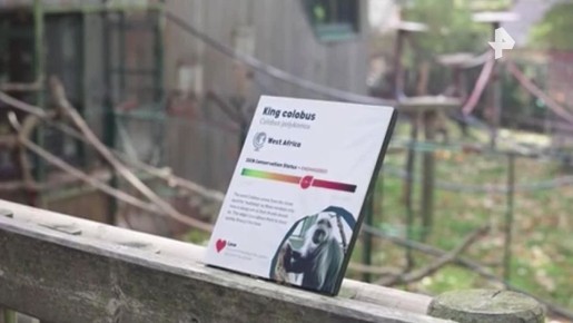 "Призрачная" обезьянка родилась в британском зоопарке накануне Хэллоуина