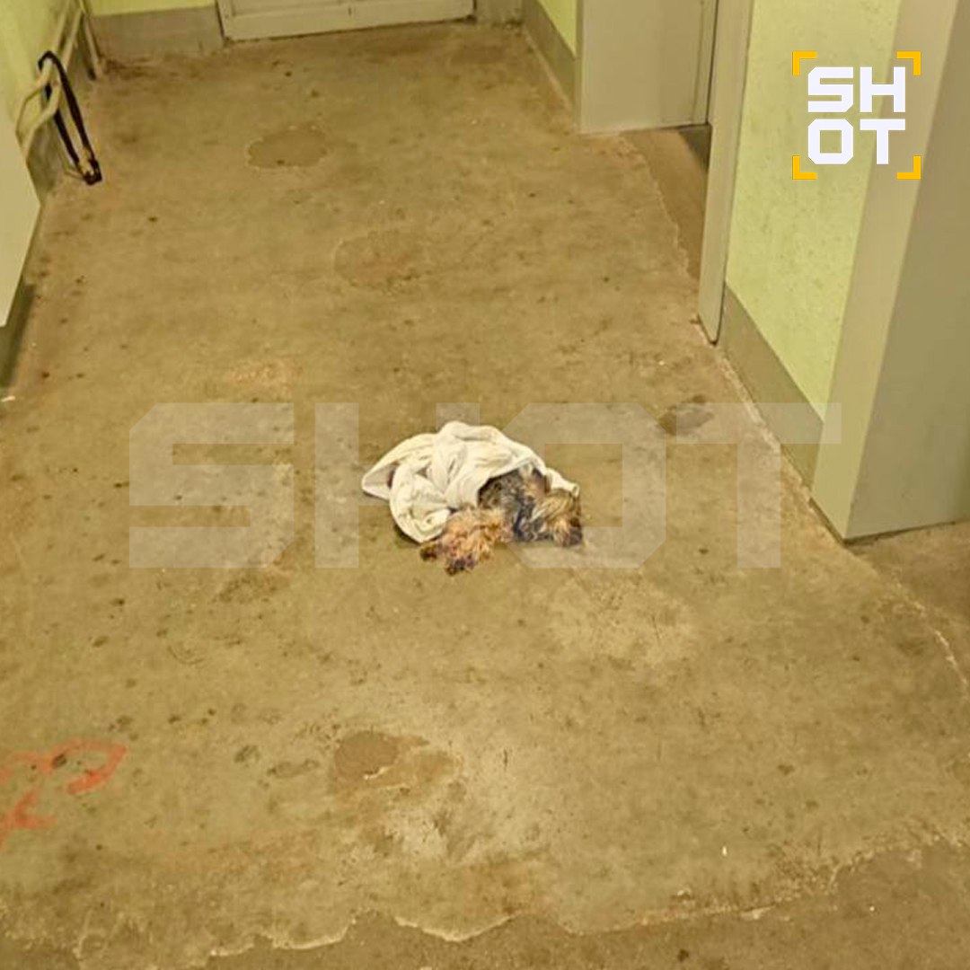 Десятки собак отравили догхантеры в Подмосковье Десятки собак отравили догхантеры в Подмосковье