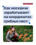 В этом году в Москве и Подмосковье начался настоящий грибной бум