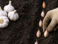 Обнаруженные ошибки могут лишить урожая: как правильно сажать чеснок под зиму