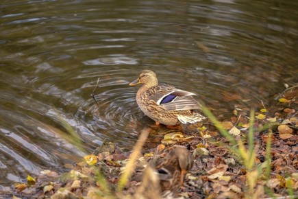 Сегодня в Парках Чехова. ПЯТНИЦА (31 октября) Игровая программа "Укрепляй иммунитет" (0+)