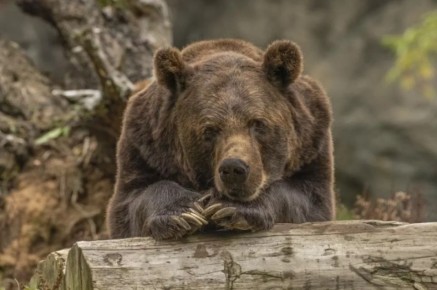 Медведи у Москвы: хищники стали чаще выходить к людям