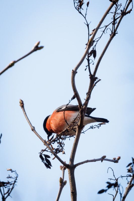 ОСЕННИЕ ПОРТРЕТЫ: Снегири в ноябре
