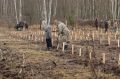 Две тысячи деревьев высадили в нацпарке "Лосиный остров" в рамках лесовосстановительных мероприятий