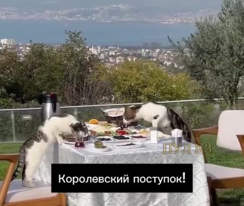 , ,  !             .  !: