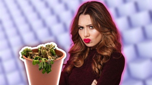 На это пять причин: почему новое растение завяло в горшке