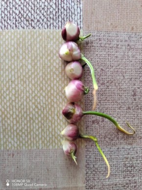 Почему нижние листья чеснока желтеют: разбираемся в причинах и способах решения проблемы