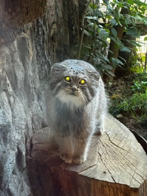 Результаты зажировки манула Шу показали в Ленинградском зоопарке