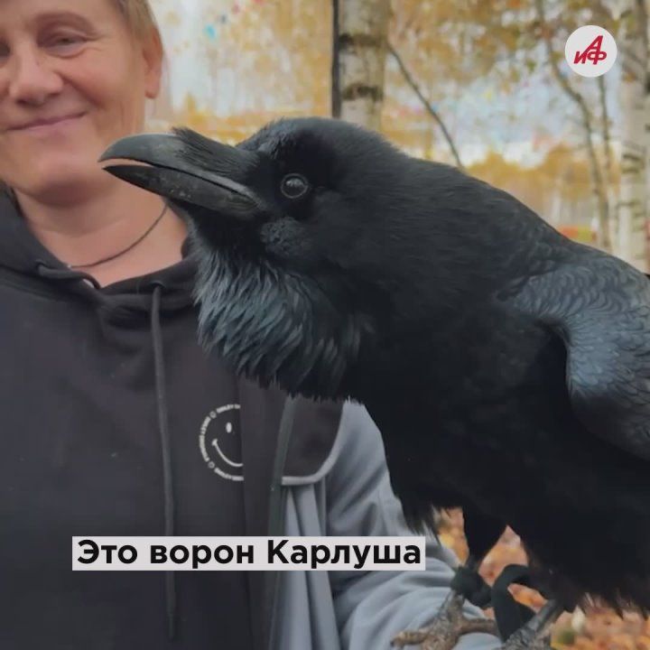 «Карлуша, молодец!»: говорящий ворон из Подмосковья