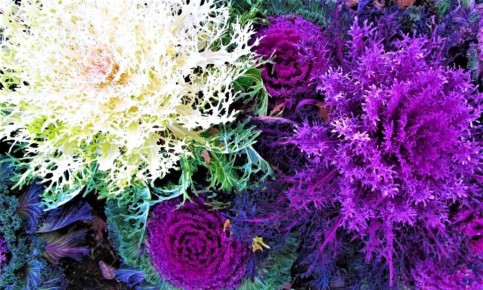 Яркие акценты для вашего сада: декоративная капуста, которая радует даже зимой