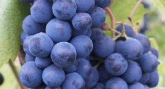 Виноград Кардинал: Вкус, который покоряет сердца садоводов и гурманов