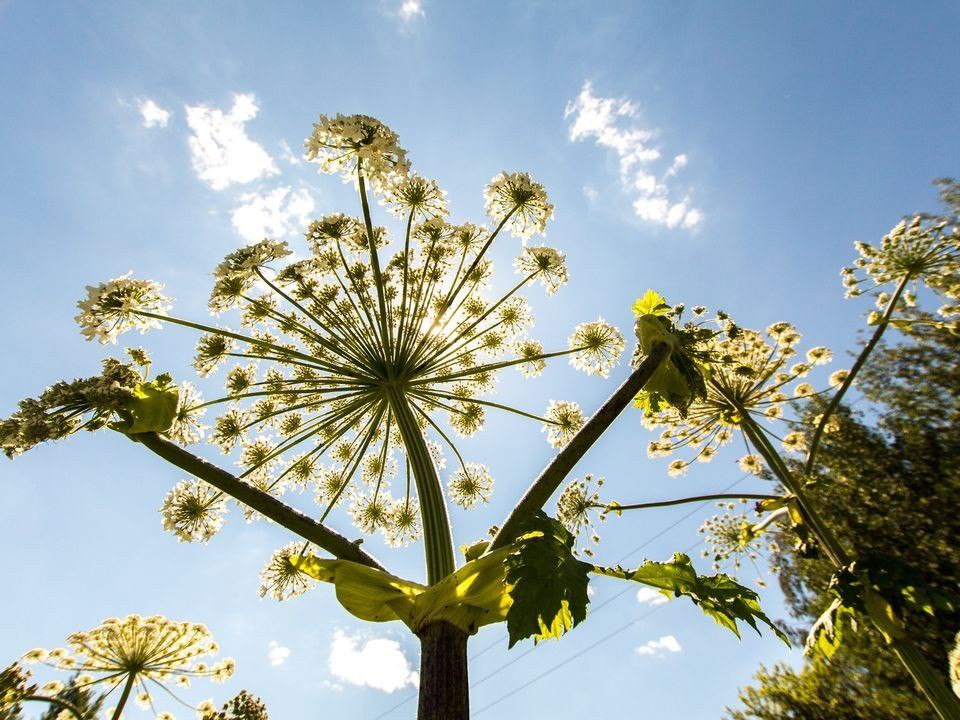 С 2026 года за борщевик на участке будут штрафовать на сотни тысяч рублей