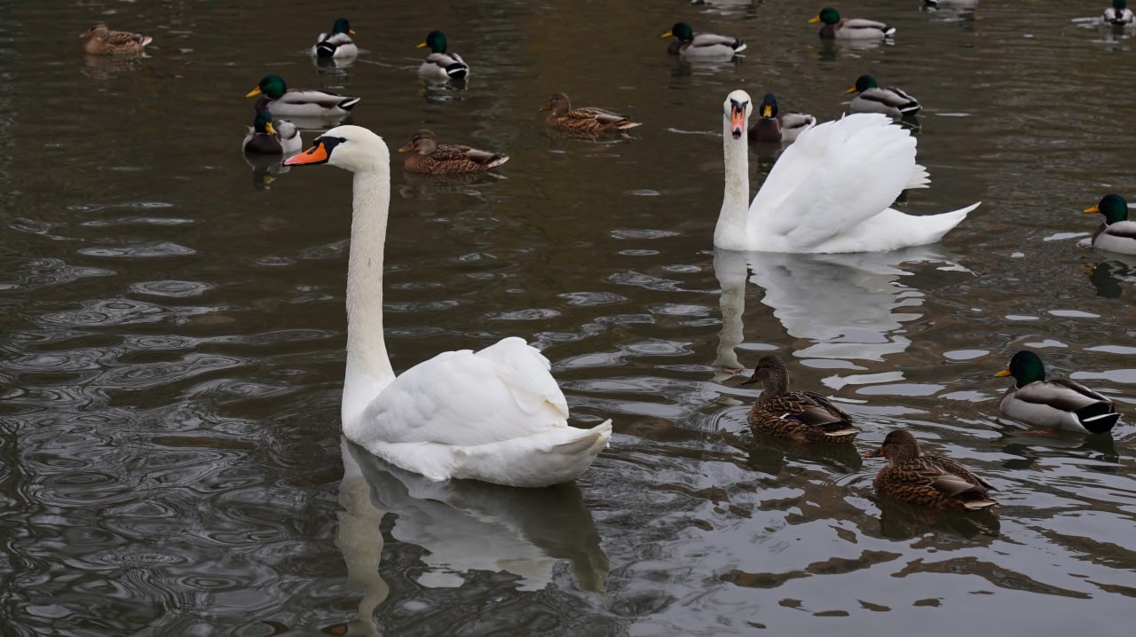 «До встречи весной!» – лебеди из Долгопрудного отправляются на зимовку