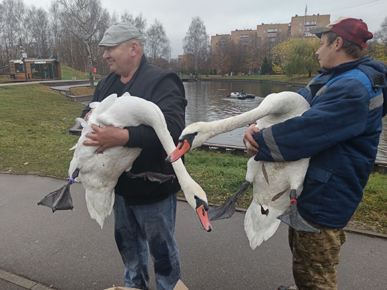 «До встречи весной!» – лебеди из Долгопрудного отправляются на зимовку «До встречи весной!» – лебеди из Долгопрудного отправляются на зимовку
