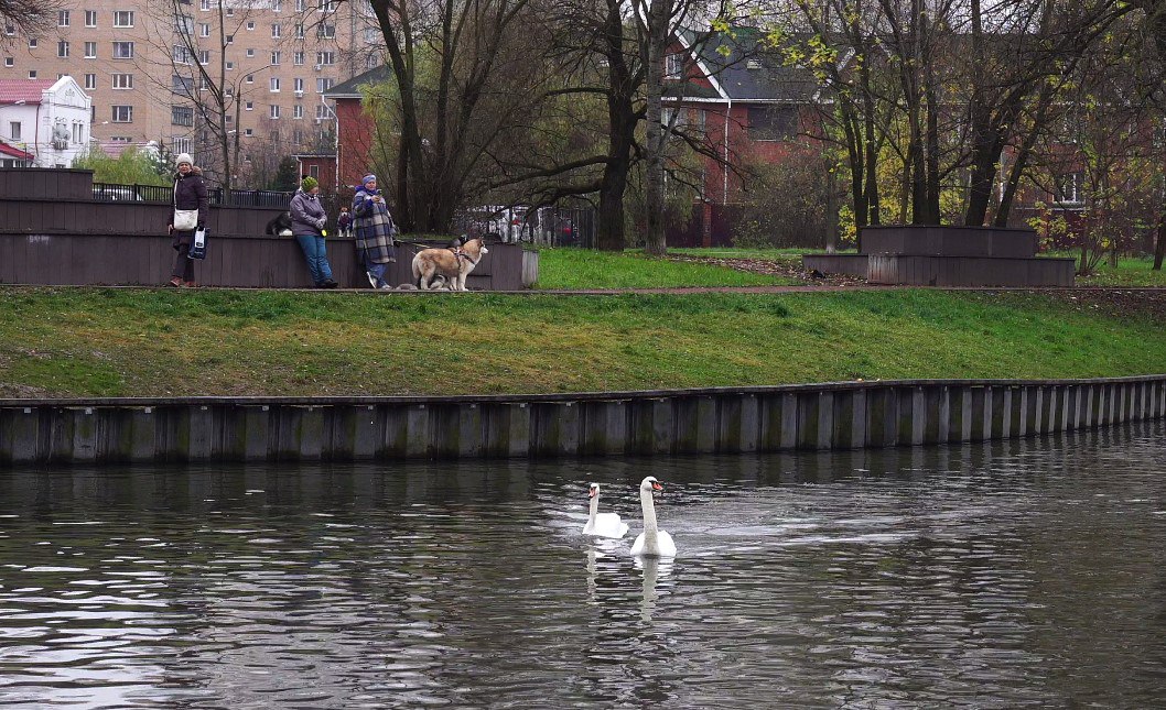 «До встречи весной!» – лебеди из Долгопрудного отправляются на зимовку «До встречи весной!» – лебеди из Долгопрудного отправляются на зимовку