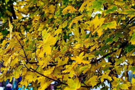 Доброе утро, красногорцы!. Сегодня, 7 ноября , пятница