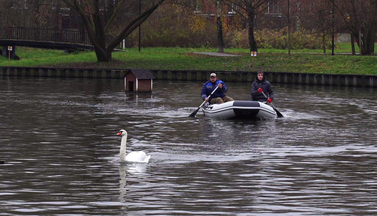 «До встречи весной!» – лебеди из Долгопрудного отправляются на зимовку «До встречи весной!» – лебеди из Долгопрудного отправляются на зимовку