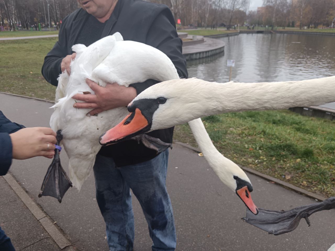 «До встречи весной!» – лебеди из Долгопрудного отправляются на зимовку «До встречи весной!» – лебеди из Долгопрудного отправляются на зимовку