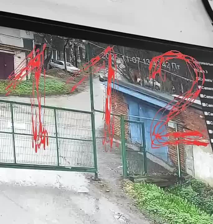 В Остафьево ищут украденную собаку