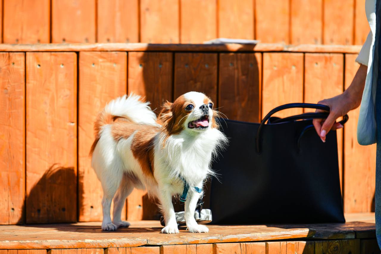 Ветеринары вакцинировали около 2 тысяч питомцев в Химках Ветеринары вакцинировали около 2 тысяч питомцев в Химках