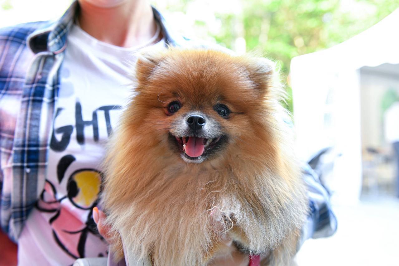 Ветеринары вакцинировали около 2 тысяч питомцев в Химках Ветеринары вакцинировали около 2 тысяч питомцев в Химках