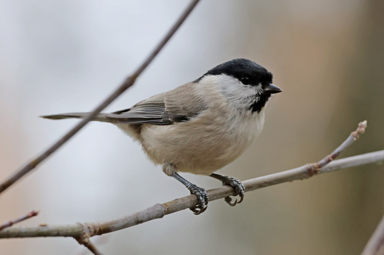 ОСЕННИЕ ПОРТРЕТЫ: Черноголовая гаичка позирует ОСЕННИЕ ПОРТРЕТЫ: Черноголовая гаичка позирует